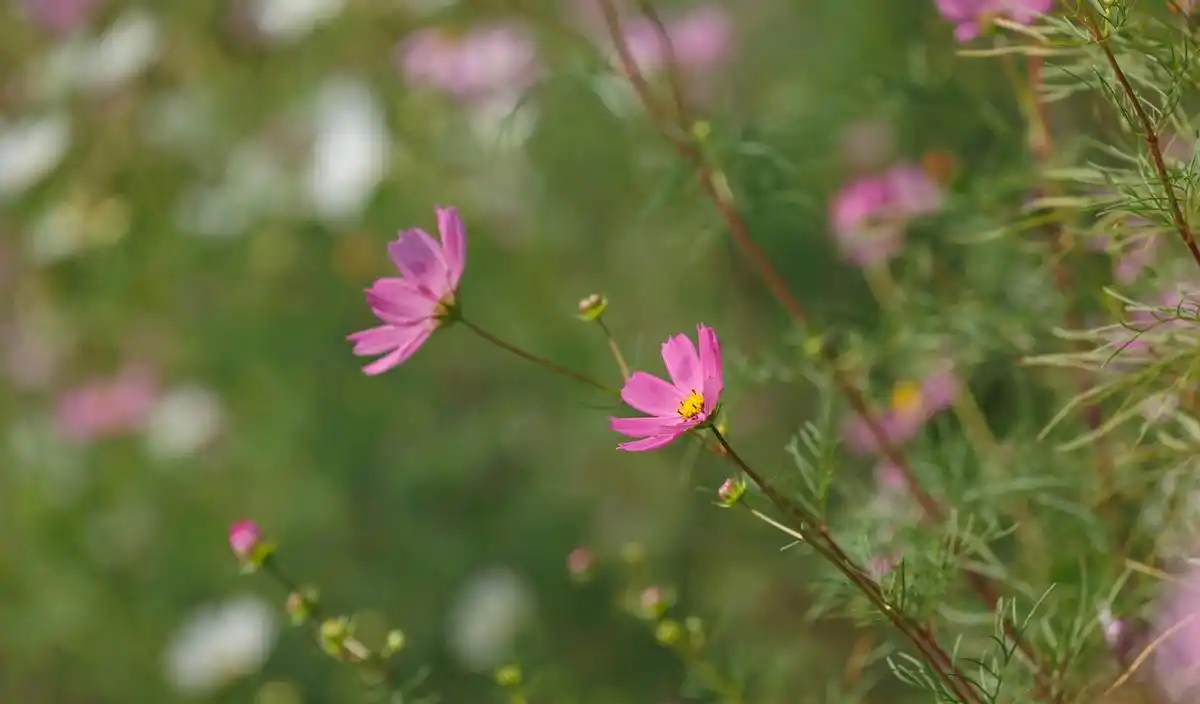 图片[2] - 遇见你，是上天最美的缘分！爱上你，是灵魂最美的情思；你是我人间最值得的相遇 - 黑料吃瓜-最新娱乐八卦爆料平台-明星热点新闻实时更新
